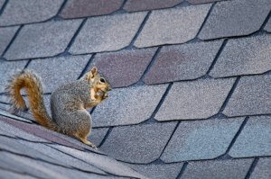 Oviedo Roof Replacement